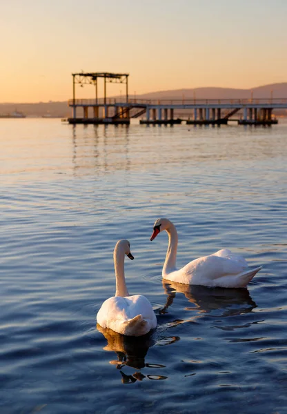 Par Cisnes Blancos Nadan Mar Atardecer Imagen De Stock