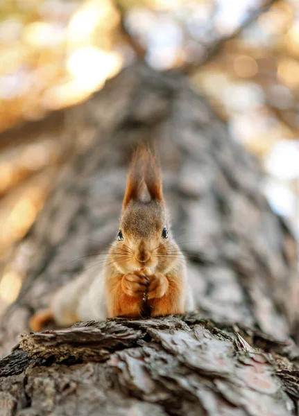 Rotes Eichhörnchen Frisst Eine Nuss Auf Einem Baum — Stockfoto