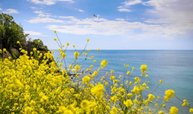 Karadeniz kıyısındaki bir tatil köyünde baharın başlangıcı