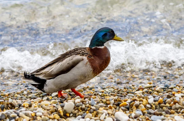 A family of ducks hunts on the sea beach in cloudy weather