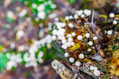 Bir yaz gününde, güzel bir havada Rus ormanı. Mantar yeri.
