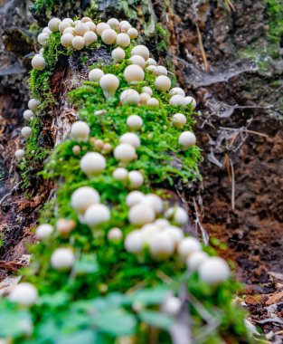 Bir yaz gününde, güzel bir havada Rus ormanı. Mantar yeri.