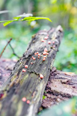 Bir yaz gününde, güzel bir havada Rus ormanı. Mantar yeri.