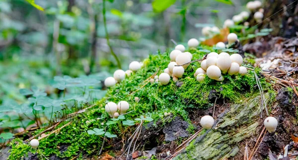 Russian Forest Good Weather Summer Day Mushroom Place — Stock Photo, Image