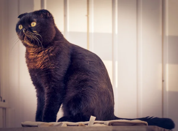 Gato y sol — Foto de Stock