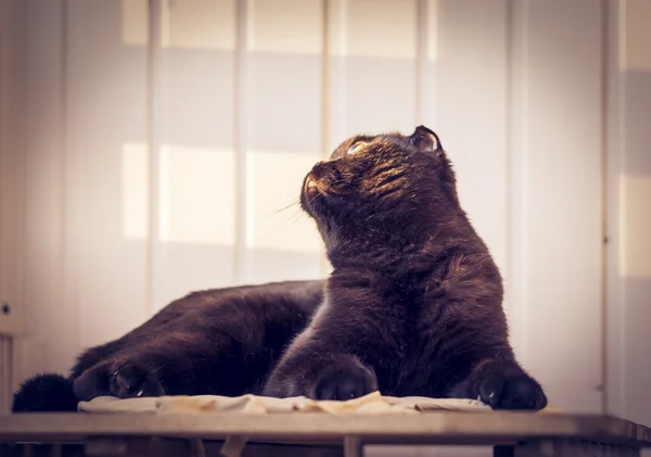 Gato y sol — Foto de Stock