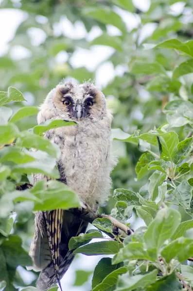 Hibou assis sur une branche d'arbre — Photo