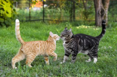 Bahçede oynayan iki kedi.