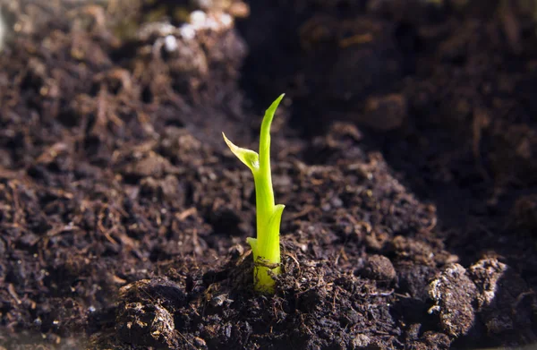 Green sprout in the ground — Stock Photo, Image