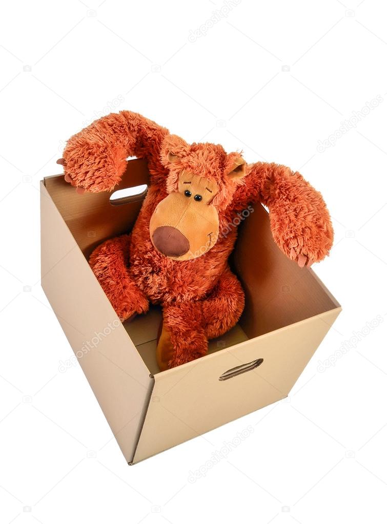 teddy bear in paper box on a white