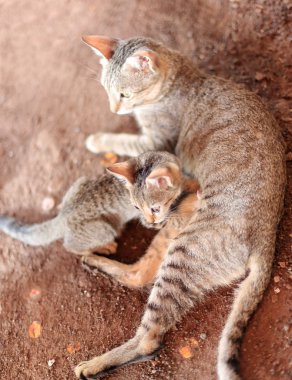 Kediler -anne ve kedi yavrusu- toprak zeminde. Afrera-Etiyopya. 0181