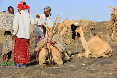 Afar deve bekçileri dromedaries yükleniyor. Danakil-Etiyopya. 0196