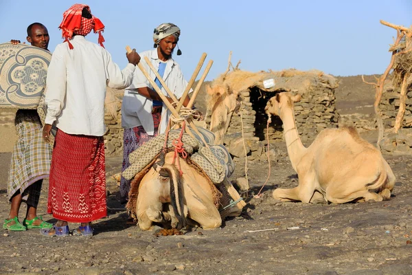 Lontani custodi di cammelli che caricano i dromedari. Danakil-Etiopia. 0196 — Foto Stock