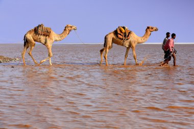 Uzaktan çobanları bir deve karavan sürücü. Lake Assale-Danakil-Etiyopya. 0280