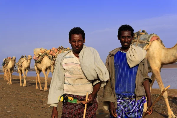 Weite Hirten führen eine Kamelkarawane an. Danakil-Äthiopien. 0256 — Stockfoto