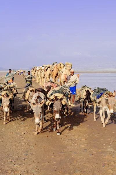 I pastori lontani conducono una carovana di cammelli e asini. Danakil-Etiopia. 0257 — Foto Stock