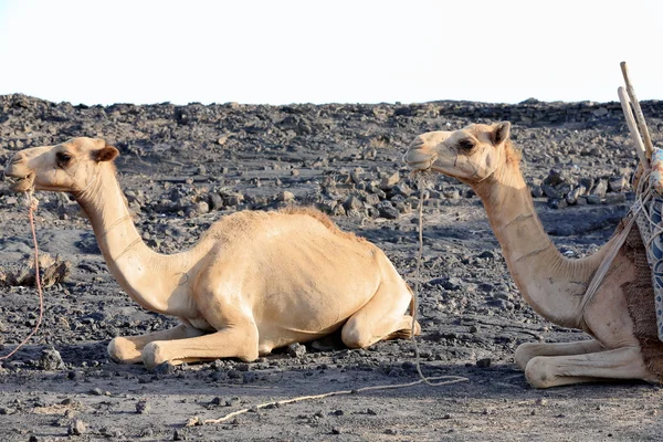 Afar dromedarer ca ska lastas. Danakil-Etiopien. 0199 — Stockfoto