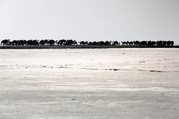 Burro y camello caravana-lago Assale. Danakil-Etiopía. 0265 — Foto de Stock