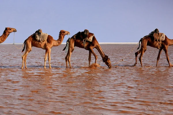 El pastor a distancia conduce una caravana de camellos. Danakil-Etiopía. 0278 —  Fotos de Stock