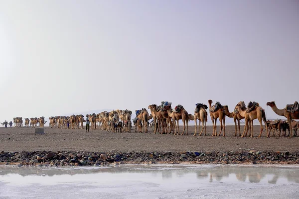De loin, les bergers conduisent une caravane de chameaux et d'ânes. Danakil-Ethiopie. 0275 — Photo