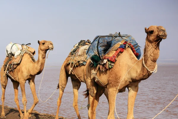 Los pastores a distancia dirigen una caravana de camellos. Danakil-Etiopía. 0267 — Foto de Stock