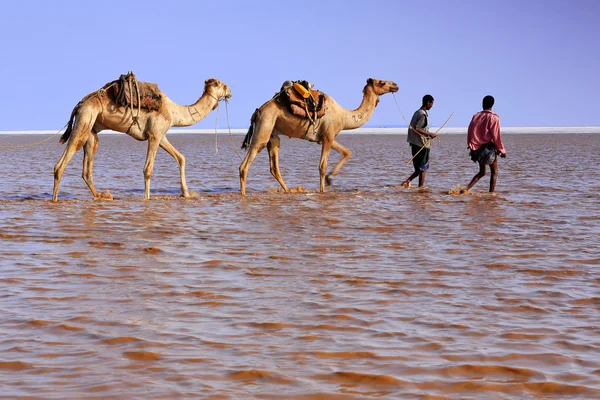Los pastores a distancia dirigen una caravana de camellos. Danakil-Etiopía. 0281 —  Fotos de Stock