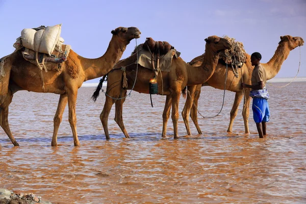 Un pastore lontano guida una carovana di cammelli. Danakil-Etiopia. 0288 — Foto Stock