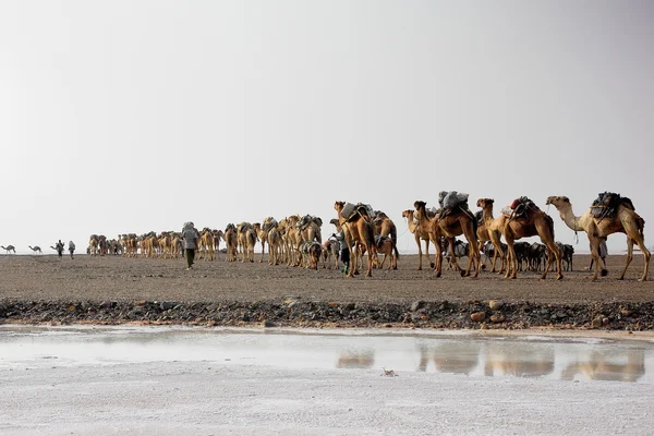 Los pastores a distancia conducen una caravana de camellos y burros. Danakil-Etiopía. 0273 — Foto de Stock