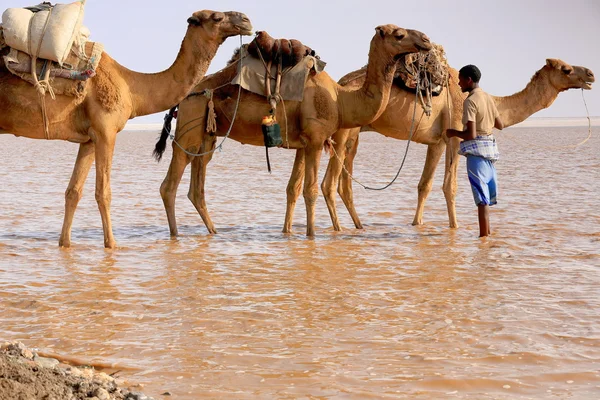 El pastor a distancia dirige una caravana de camellos. Danakil-Etiopía. 0289 — Foto de Stock