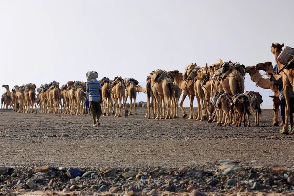 I pastori lontani guidano una carovana di cammelli e asini. Danakil-Etiopia. 0274 — Foto Stock