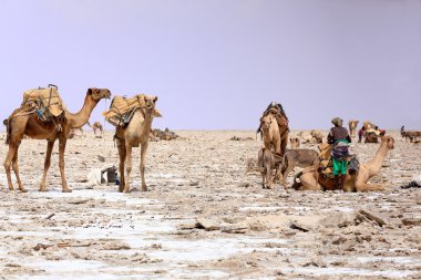 Afar işçi yükleme dromedary-Lake Assale veya Karum saltern. Danakil-Etiyopya. 0342