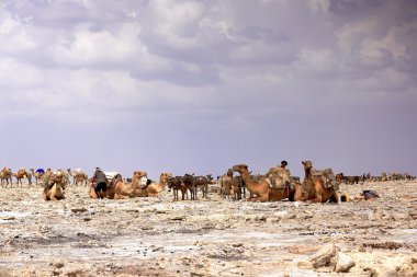 Dromedaries amole-tuz levhalar ile yüklenecek. Danakil-Etiyopya. 0344