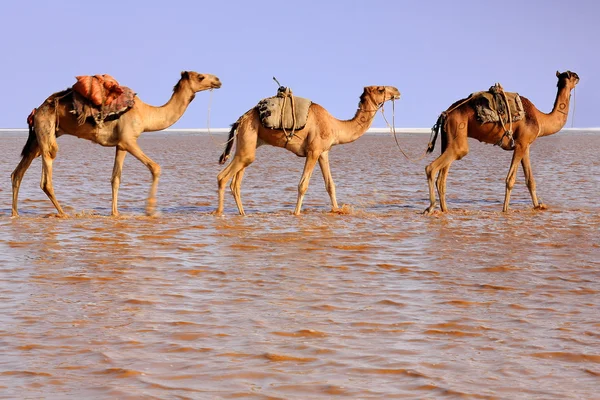 Afar herders lead a camel caravan. Danakil-Ethiopia. 0282 — Stock Photo, Image