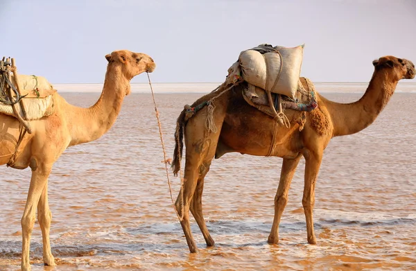 Los pastores a distancia conducen caravanas de camellos. Danakil-Etiopía. 0290 —  Fotos de Stock