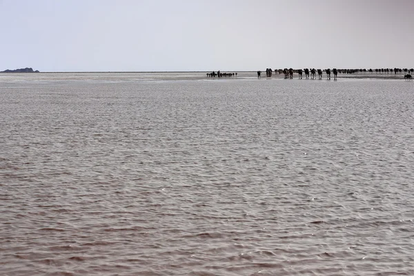 Caravan of dromedaries and donkeys-Lake Karum or Assale. Danakil-Ethiopia. 0295 — Stock Photo, Image