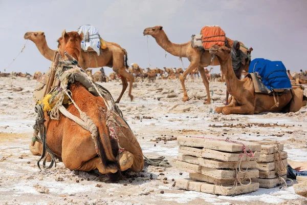 Dromadaires à charger avec des dalles amole-sel. Danakil-Ethiopie. 0343 — Photo