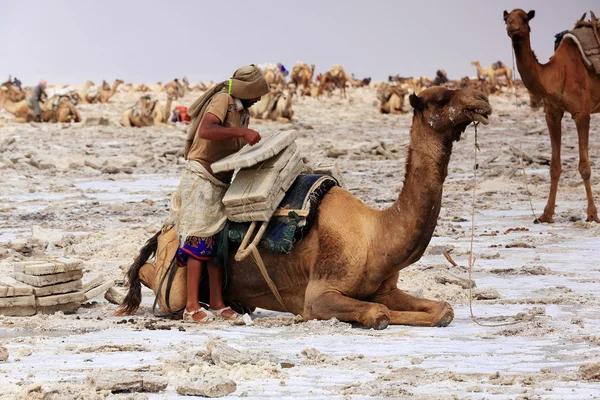 Tigrayan trabajador cargando dromedario-lago Assale o Karum saltern. Danakil-Etiopía. 0339 — Foto de Stock