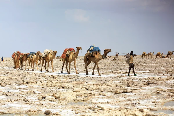 Afar herder-dromedary karavan-göl Assale veya Karum Tuzla. Danakil-Etiyopya. 0345-1
