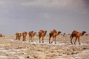 Uzaktan çobanları bir deve karavan yol. Danakil-Etiyopya. 0347