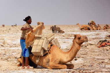 Afar işçileri dromedary-göl Assale veya Karum bileşen yükleniyor. Danakil-Etiyopya. 0349
