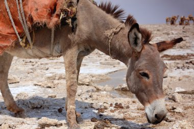 Eşek Amole-tuz plaka ile yüklü olması bekleniyor. Danakil-Etiyopya. 0359