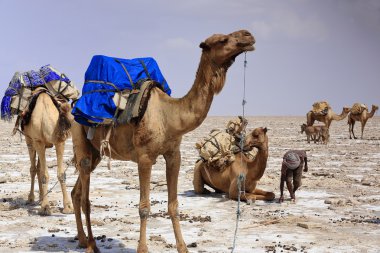 Hörgüçlü Amole-tuz plaka ile yüklü olması bekleniyor. Danakil-Etiyopya. 0362