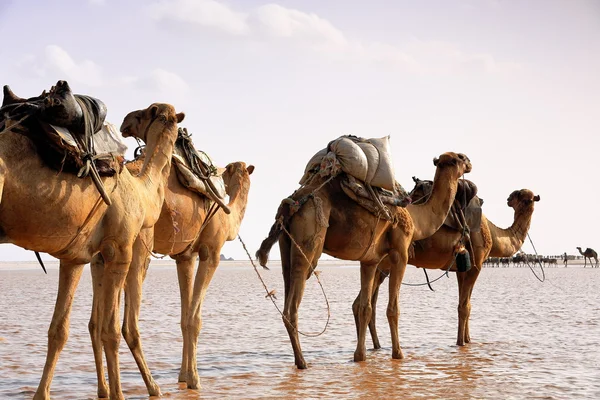 Los pastores a distancia dirigen una caravana de camellos. Danakil-Etiopía. 0291 —  Fotos de Stock