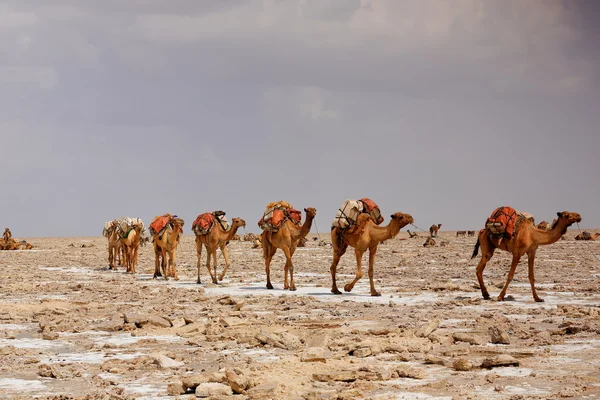 I pastori lontani conducono una carovana di cammelli. Danakil-Etiopia. 0347 — Foto Stock