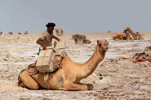 Lontano operaio carico dromedario-lago Assale o Karum saltern. Danakil-Etiopia. 0348 — Foto Stock