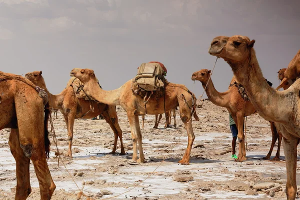 Dromadaires en attente d'être chargés avec des dalles amole-sel. Danakil-Ethiopie. 0361 — Photo