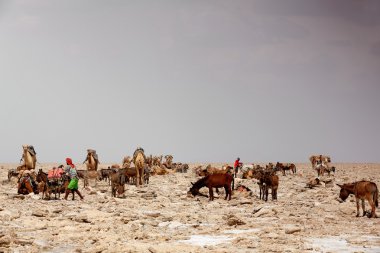Afar-tigrayan işçiler hörgüçlü ve eşek yükleniyor. Lake Assale Tuzla-Danakil-Etiyopya. 0356