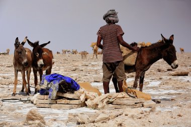 Eşek-Assale Gölü veya Karum saltern yükleme afar işçi. Danakil-Etiyopya. 0364