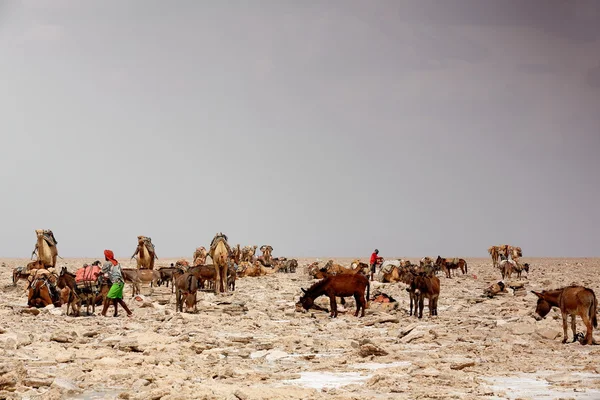 Trabajadores afro-tigrayanos cargando dromedarios y burros. Lago Assale saltern-Danakil-Etiopía. 0356 — Foto de Stock