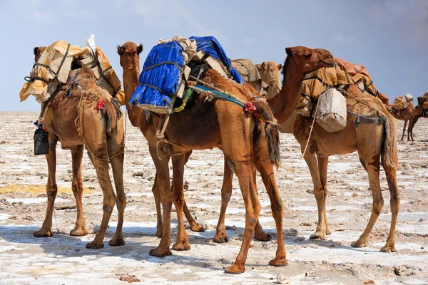 Camellos dromedarios cargados con losas de amole-sal. Danakil-Etiopía. 0363 — Foto de Stock